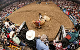 Perfomer 129942 Image