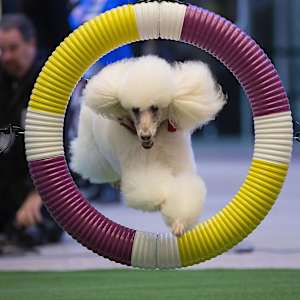Westminster Kennel Club Dog Show Image